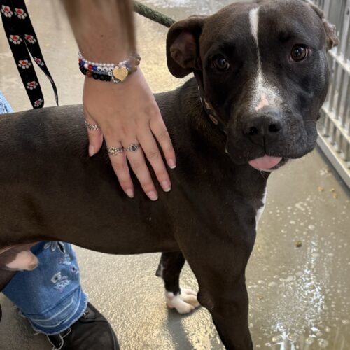 Busker, an adoptable Black Labrador Retriever, Pit Bull Terrier in Grand Junction, CO, 81503 | Photo Image 6