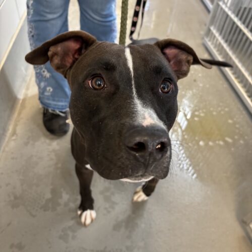 Bass, an adoptable Black Labrador Retriever, Pit Bull Terrier in Grand Junction, CO, 81503 | Photo Image 6