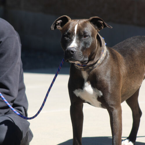 Bass, an adoptable Black Labrador Retriever, Bull Terrier in Grand Junction, CO, 81503 | Photo Image 6