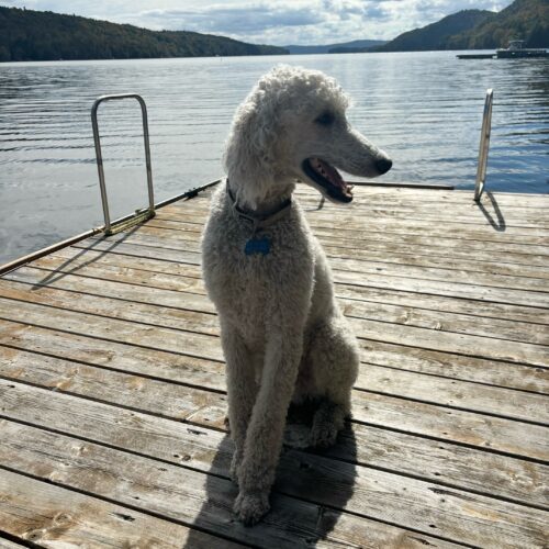 Hawk, an adoptable Standard Poodle in Montreal , QC, H3W 3E4 | Photo Image 3