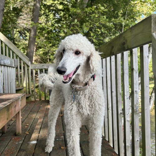 Hawk, an adoptable Standard Poodle in Montreal , QC, H3W 3E4 | Photo Image 4