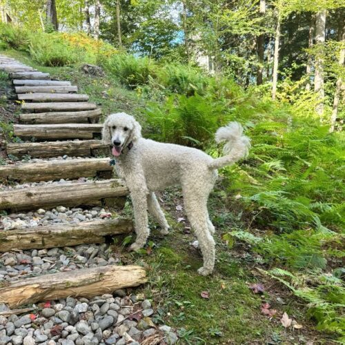 Hawk, an adoptable Standard Poodle in Montreal , QC, H3W 3E4 | Photo Image 5