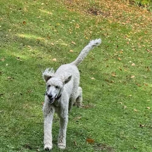 Hawk, an adoptable Standard Poodle in Montreal , QC, H3W 3E4 | Photo Image 6