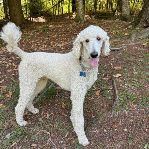 Hawk, an adoptable Standard Poodle in Montreal , QC, H3W 3E4 | Photo Image 7