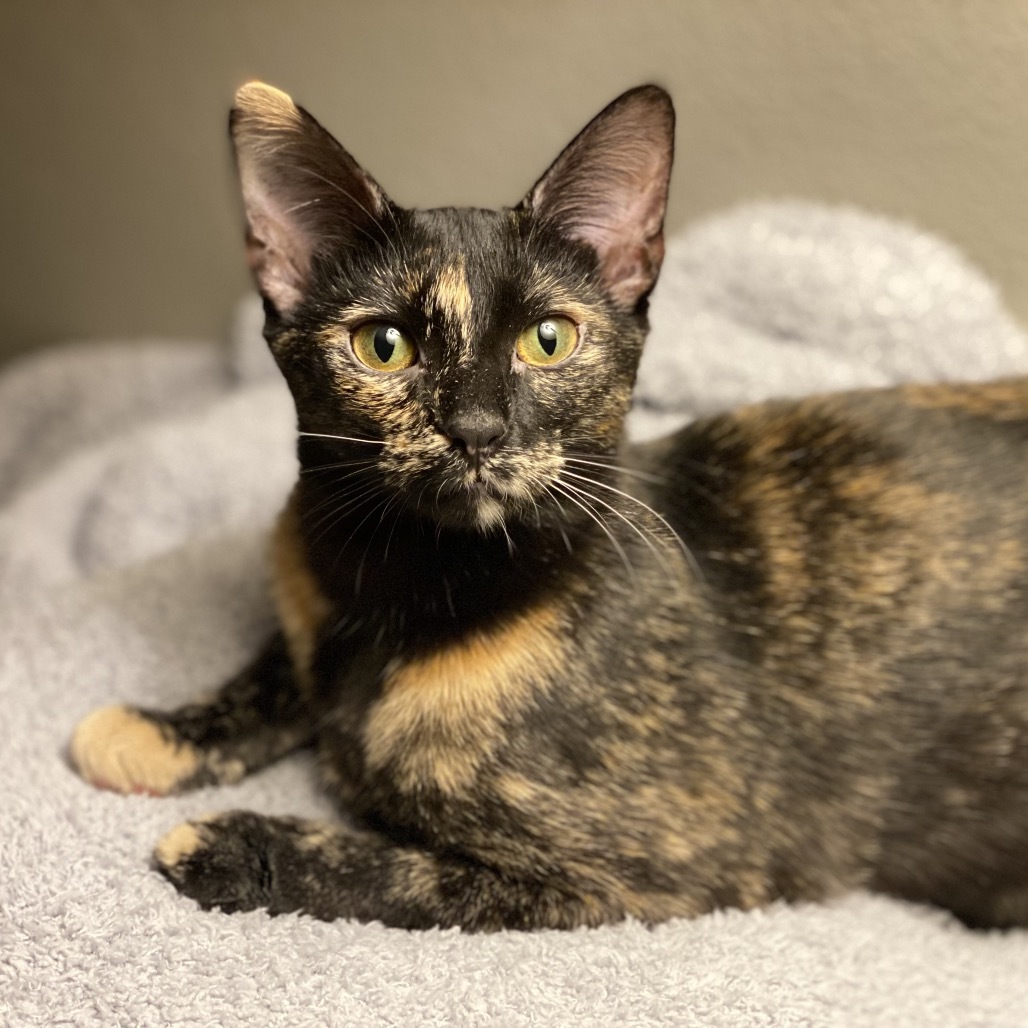 Louisa, an adoptable Domestic Short Hair in Decorah, IA, 52101 | Photo Image 1