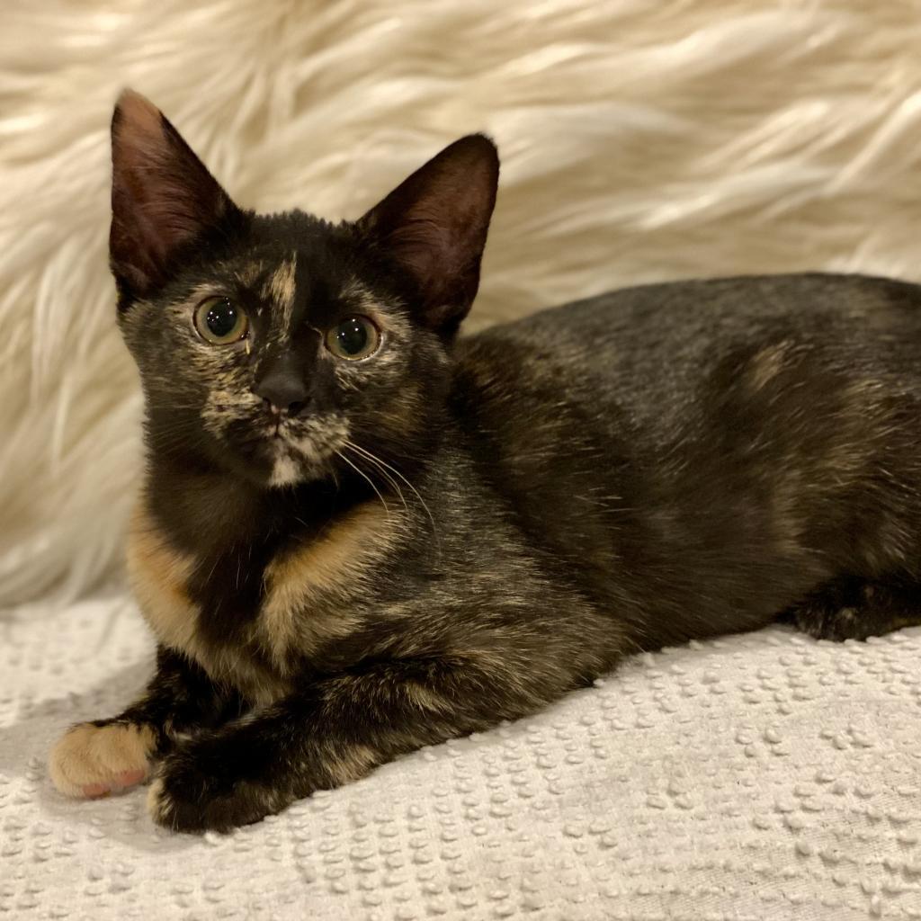 Louisa, an adoptable Domestic Short Hair in Decorah, IA, 52101 | Photo Image 2