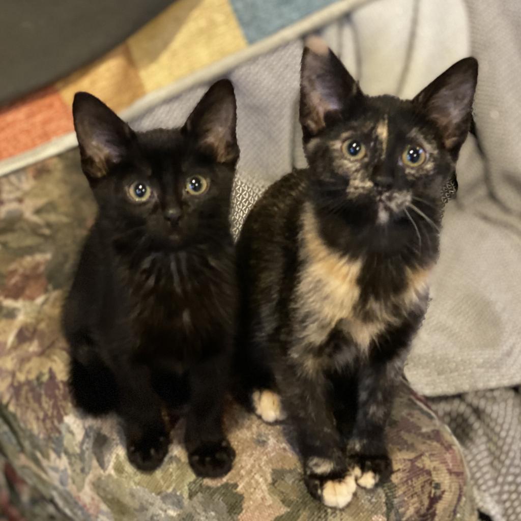 Louisa, an adoptable Domestic Short Hair in Decorah, IA, 52101 | Photo Image 3