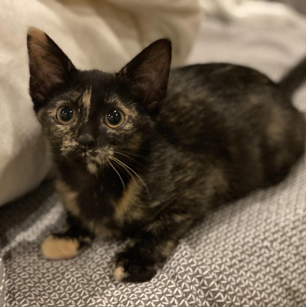 Louisa, an adoptable Domestic Short Hair in Decorah, IA, 52101 | Photo Image 4