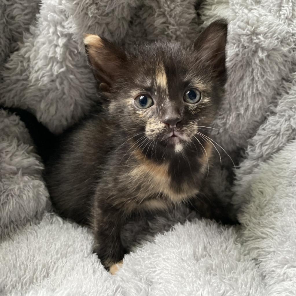 Louisa, an adoptable Domestic Short Hair in Decorah, IA, 52101 | Photo Image 5