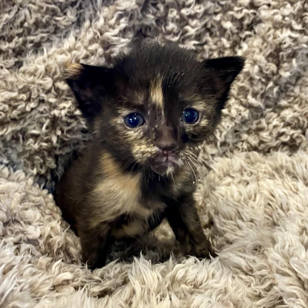 Louisa, an adoptable Domestic Short Hair in Decorah, IA, 52101 | Photo Image 6