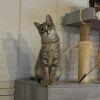 Martini photo 4