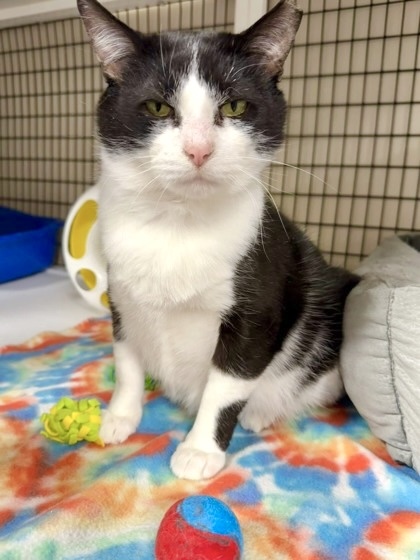 Milton [Bonded to Blaire], an adoptable Domestic Short Hair in Neenah, WI, 54956 | Photo Image 1