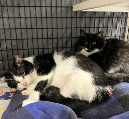 Milton [Bonded to Blaire], an adoptable Domestic Short Hair in Neenah, WI, 54956 | Photo Image 2