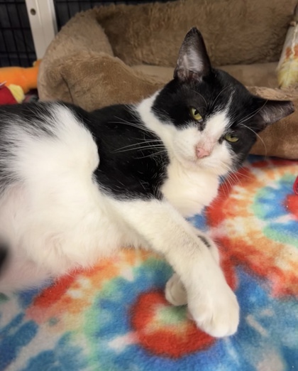 Milton [Bonded to Blaire], an adoptable Domestic Short Hair in Neenah, WI, 54956 | Photo Image 3