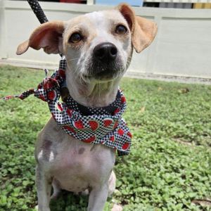 Honey JH, Adult Female Chihuahua