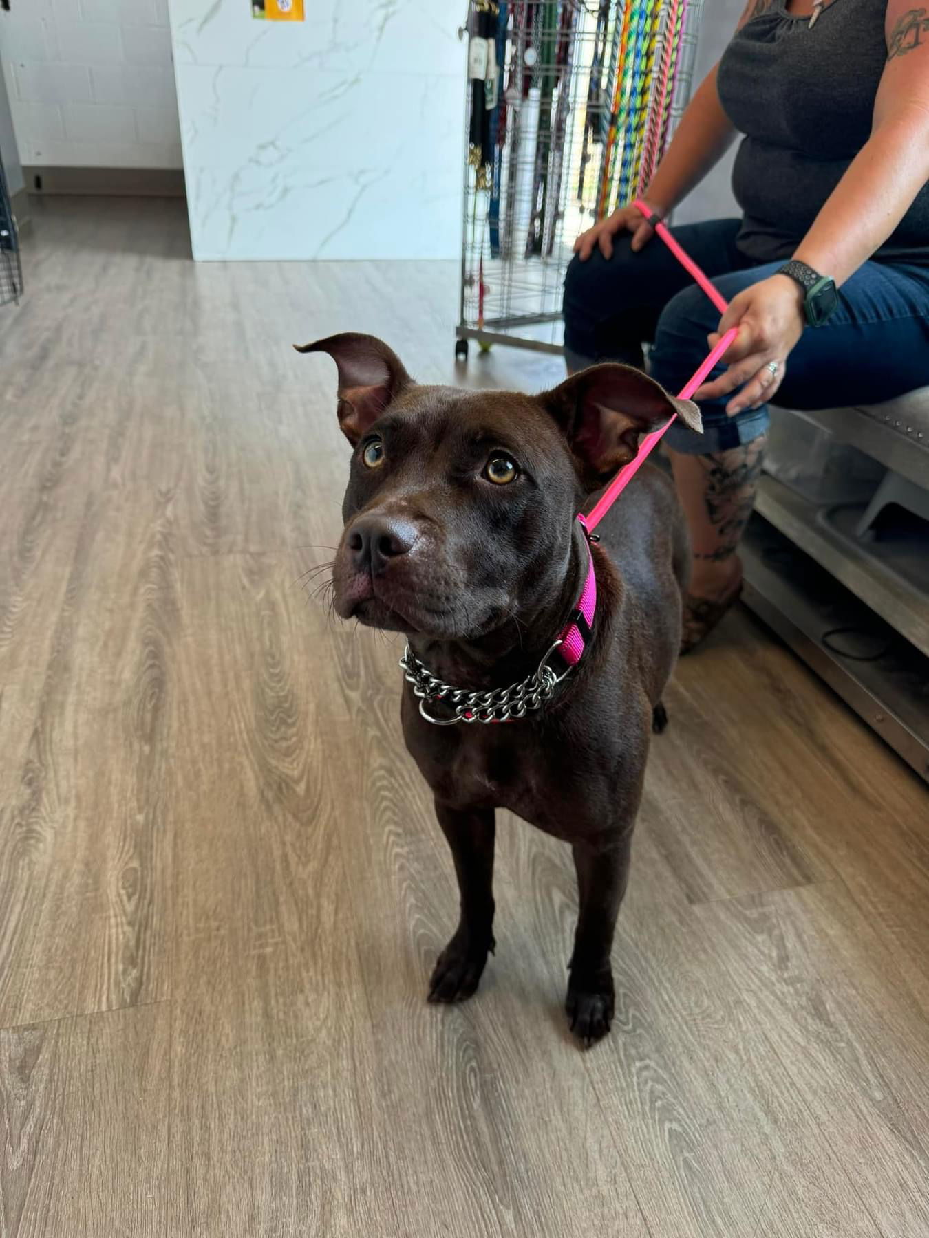 Dolly, an adoptable Pit Bull Terrier in Duluth, MN, 55807 | Photo Image 1