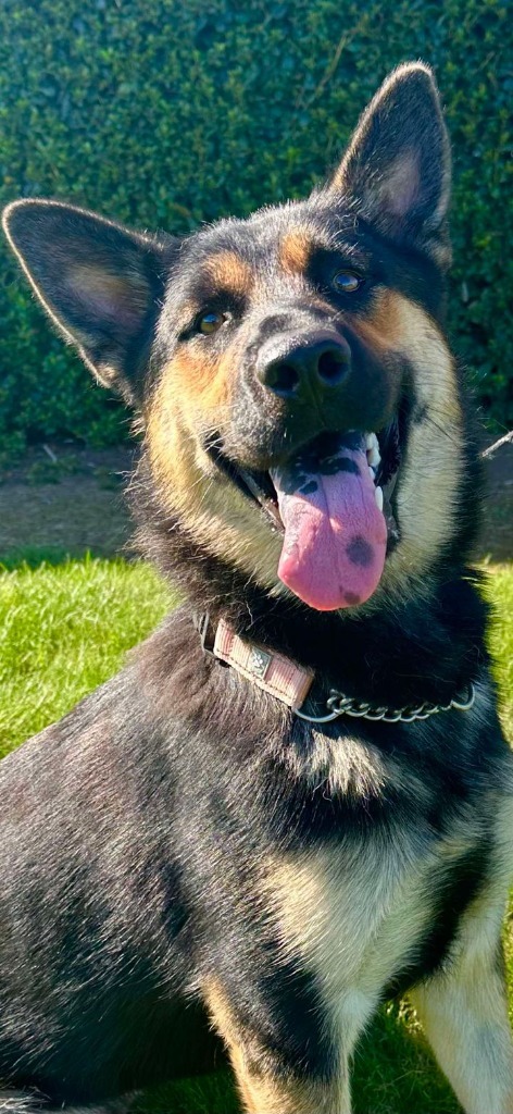 Rain, an adoptable German Shepherd Dog, Chow Chow in Brookings, OR, 97415 | Photo Image 1