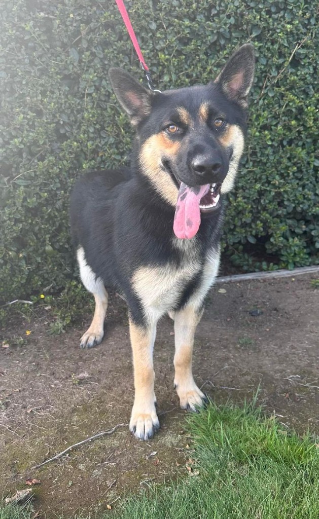 Rain, an adoptable German Shepherd Dog, Chow Chow in Brookings, OR, 97415 | Photo Image 2