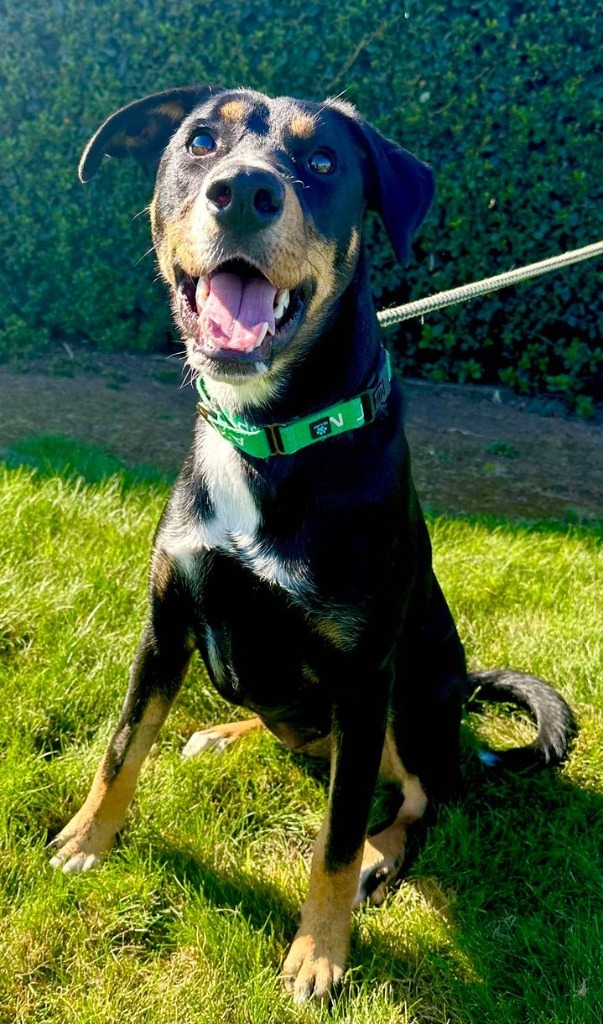 Rottie, an adoptable Doberman Pinscher, Husky in Brookings, OR, 97415 | Photo Image 1