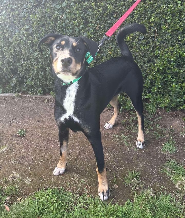 Rottie, an adoptable Doberman Pinscher, Husky in Brookings, OR, 97415 | Photo Image 2