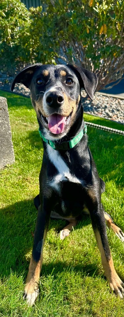 Rottie, an adoptable Doberman Pinscher, Husky in Brookings, OR, 97415 | Photo Image 3