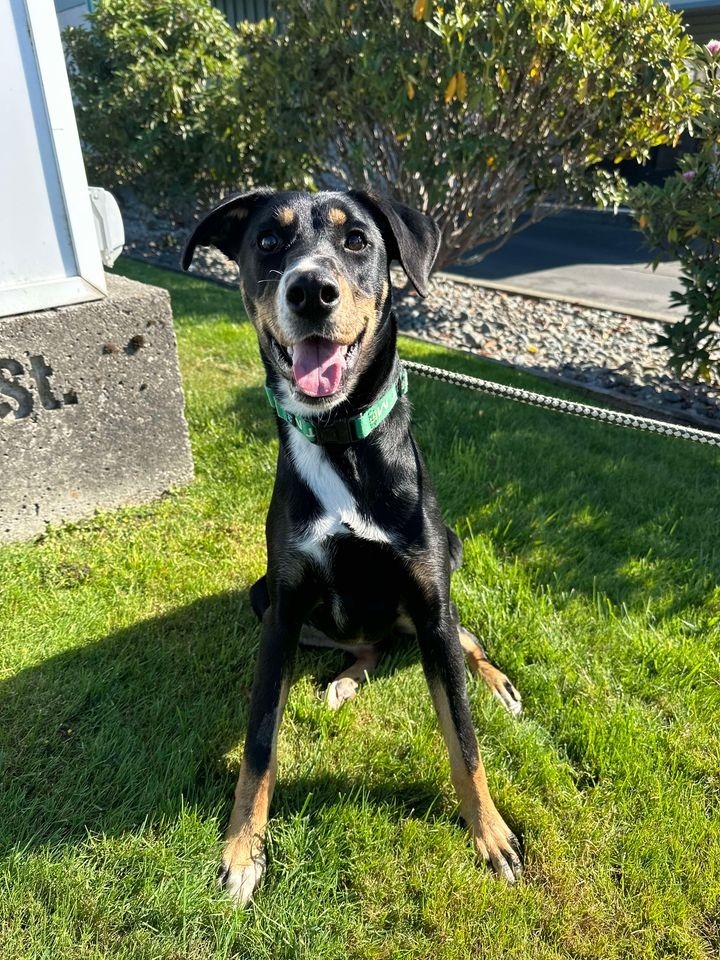 Rottie, an adoptable Doberman Pinscher, Husky in Brookings, OR, 97415 | Photo Image 4