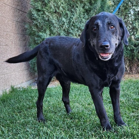 Dude, an adoptable Mixed Breed in Great Falls, MT, 59404 | Photo Image 1