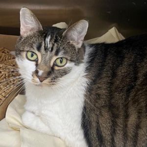 Ziggy, Senior Male Domestic Short Hair