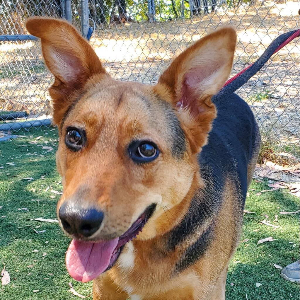 Kobe Renee