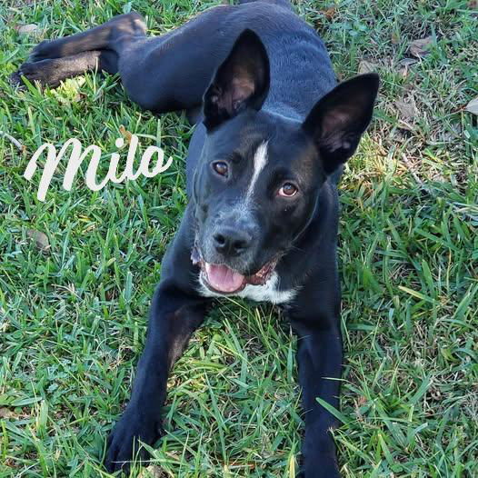 Milo #gives-mushy-puppy-kisses