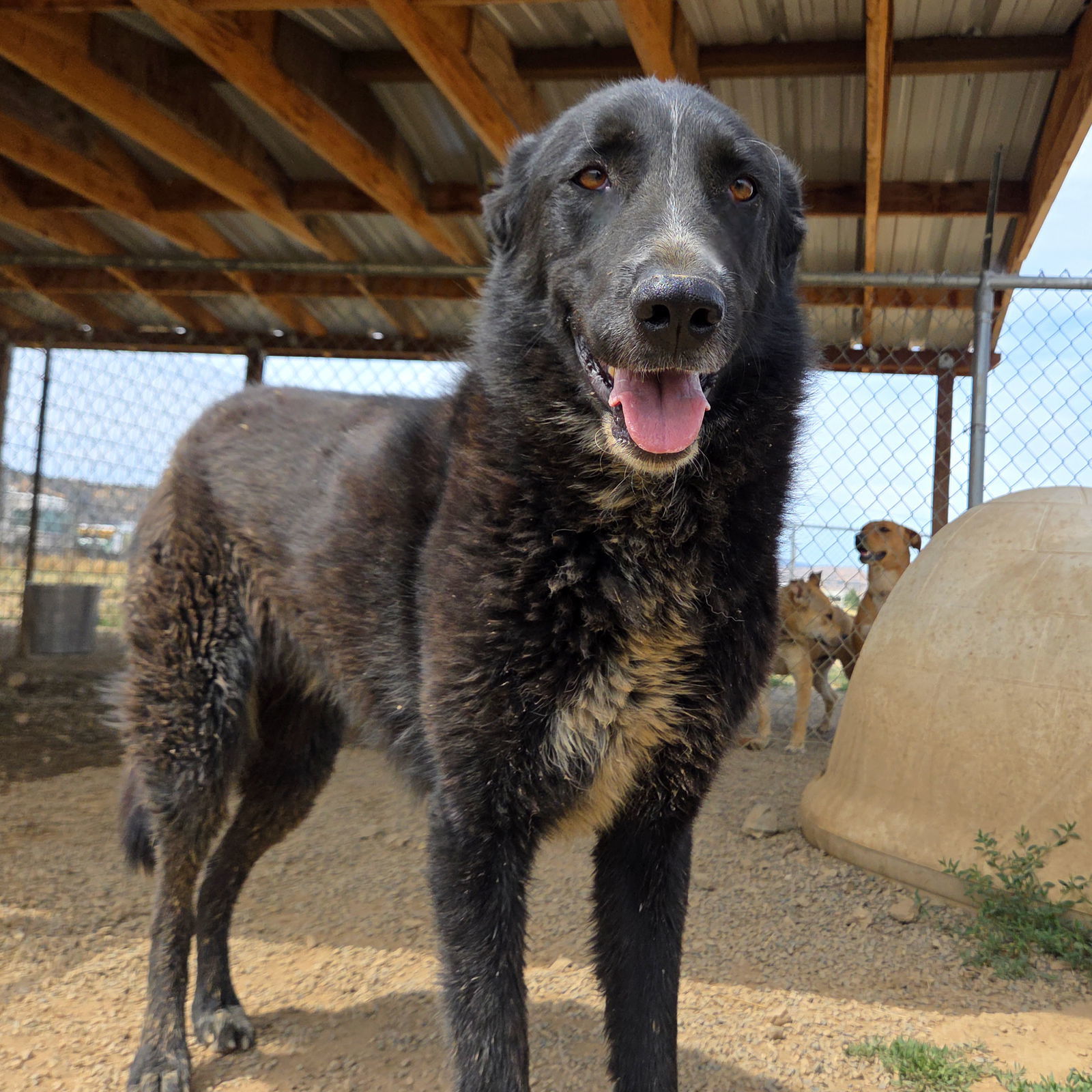 Sabrina, an adoptable Belgian Shepherd / Malinois, Great Pyrenees in Yreka, CA, 96097 | Photo Image 1