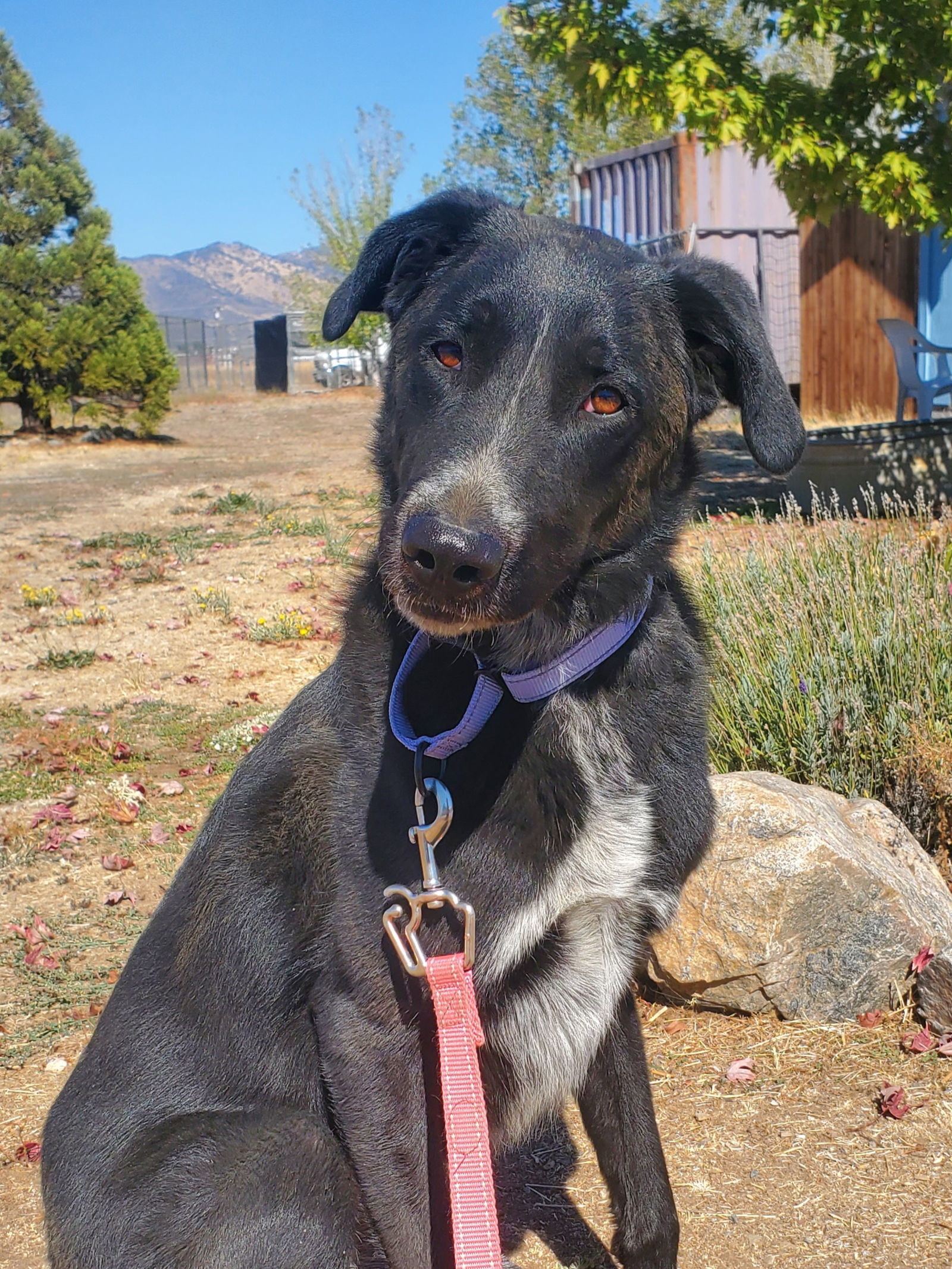 Sabrina, an adoptable Belgian Shepherd / Malinois, Great Pyrenees in Yreka, CA, 96097 | Photo Image 2
