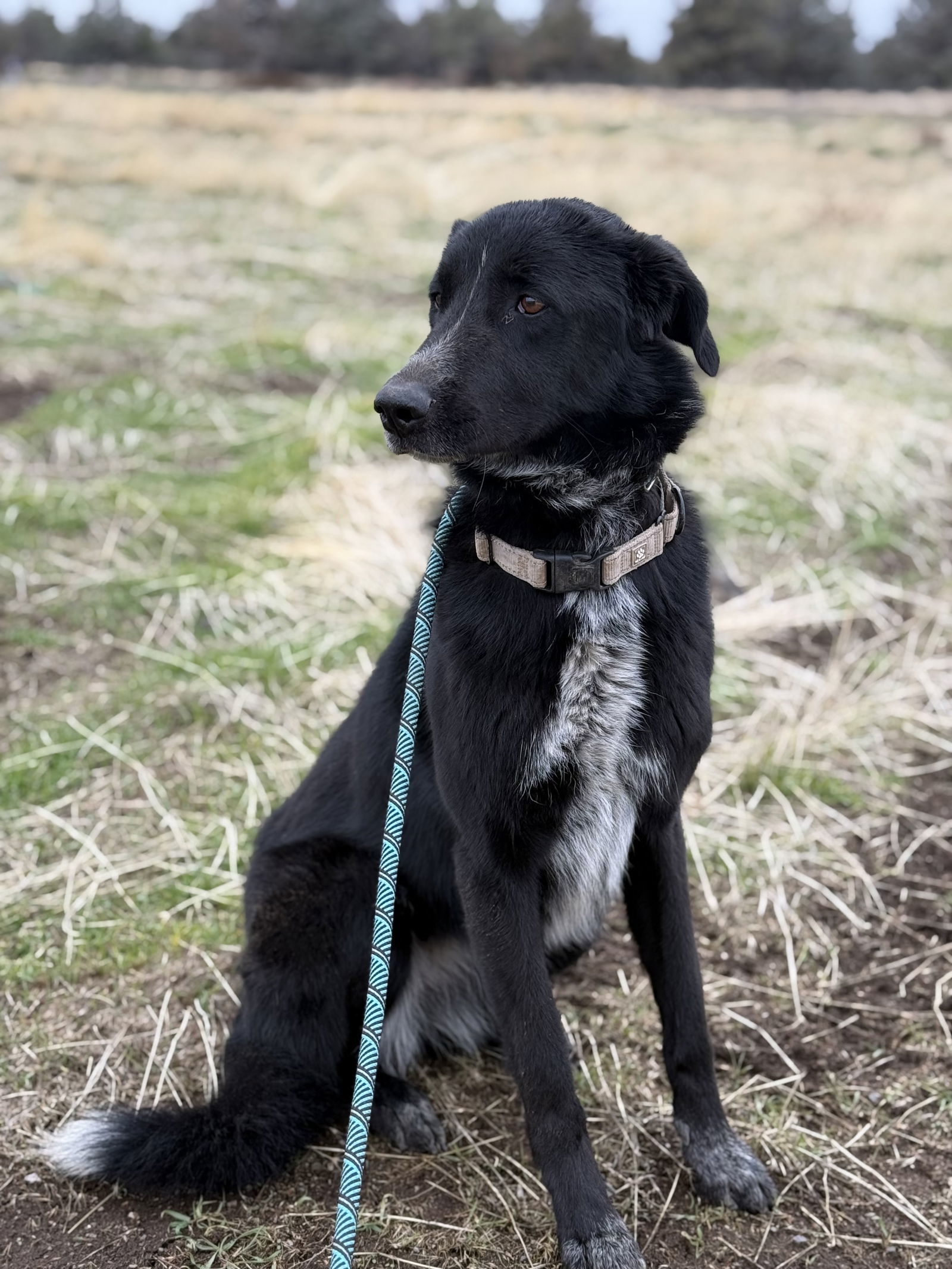Sabrina, an adoptable Belgian Shepherd / Malinois, Great Pyrenees in Yreka, CA, 96097 | Photo Image 3