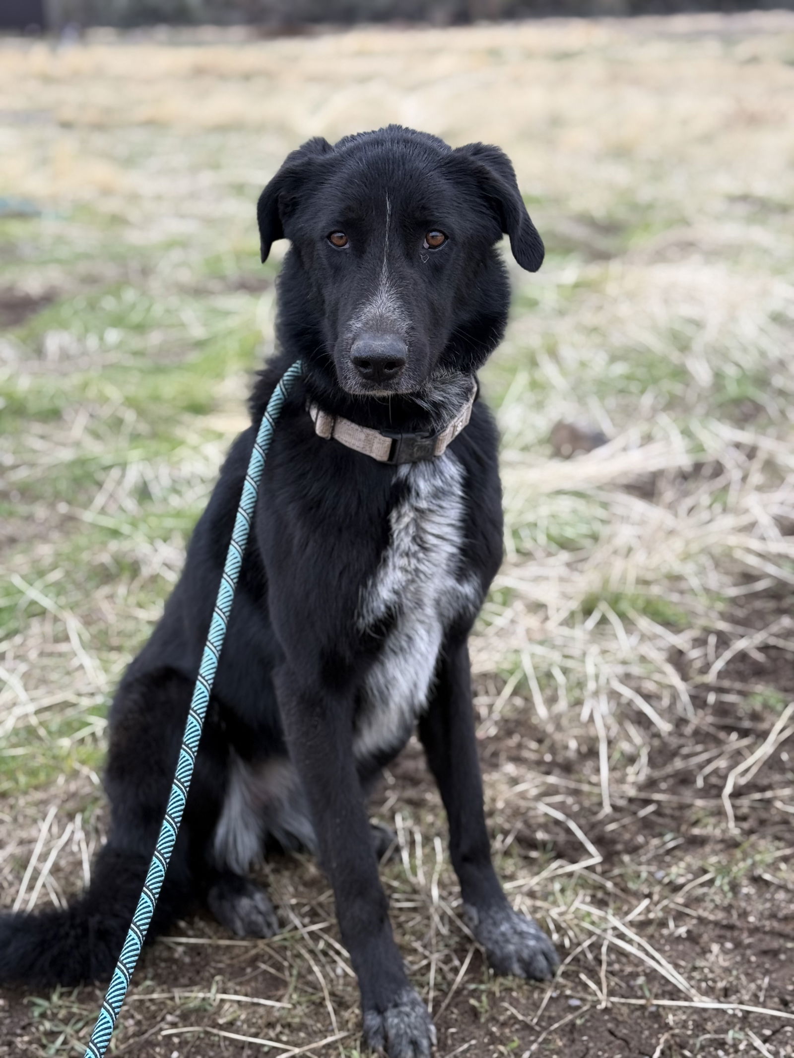 Sabrina, an adoptable Belgian Shepherd / Malinois, Great Pyrenees in Yreka, CA, 96097 | Photo Image 3