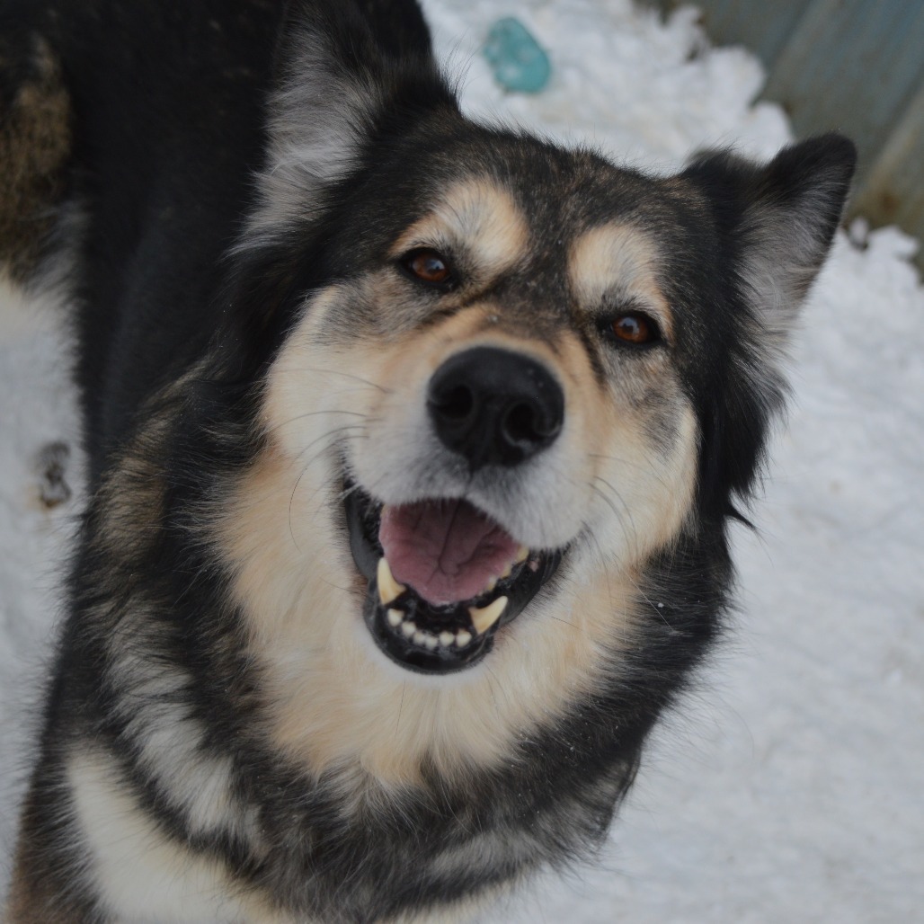 Nikki, an adoptable Alaskan Malamute in North Battleford, SK, S9A 2M7 | Photo Image 1