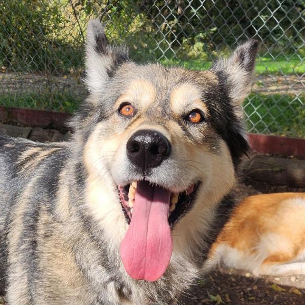 Nikki, an adoptable Alaskan Malamute in North Battleford, SK, S9A 2M7 | Photo Image 2