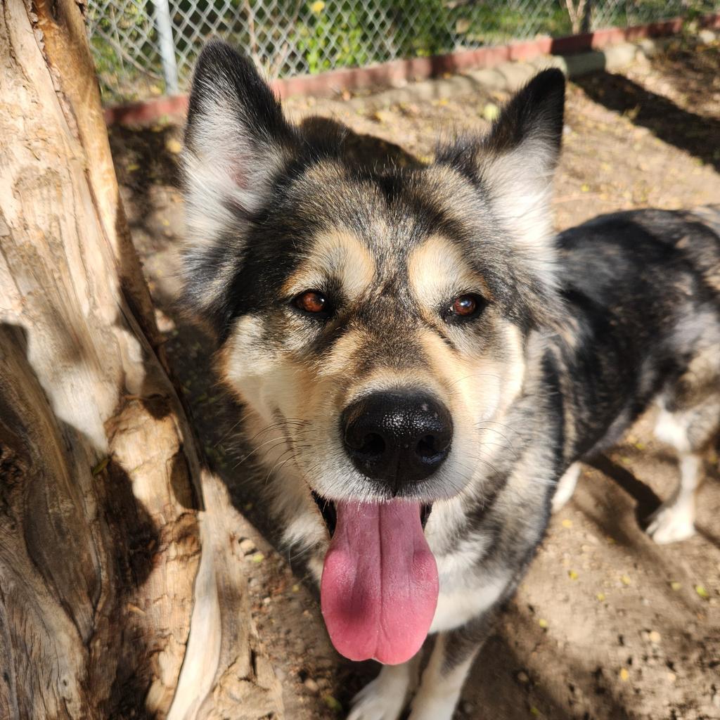 Nikki, an adoptable Alaskan Malamute in North Battleford, SK, S9A 2M7 | Photo Image 3