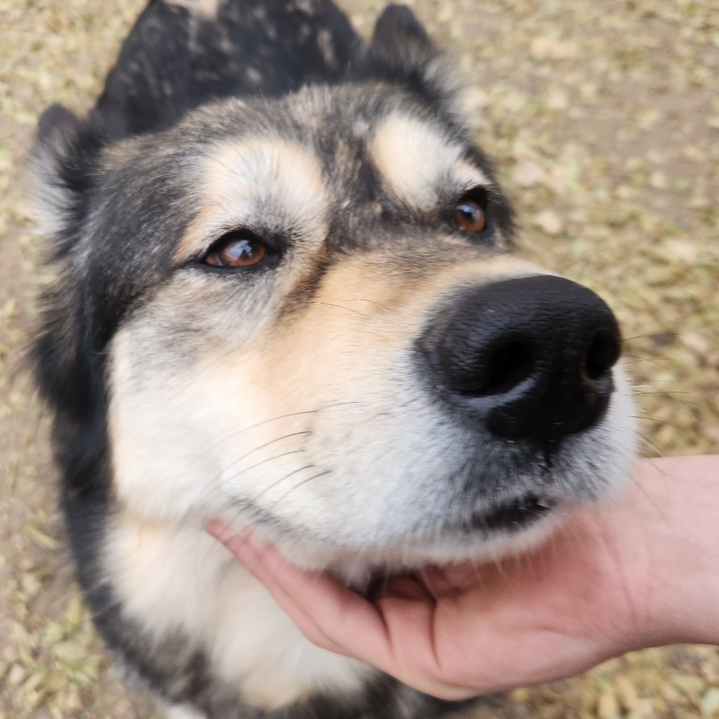 Nikki, an adoptable Alaskan Malamute in North Battleford, SK, S9A 2M7 | Photo Image 5