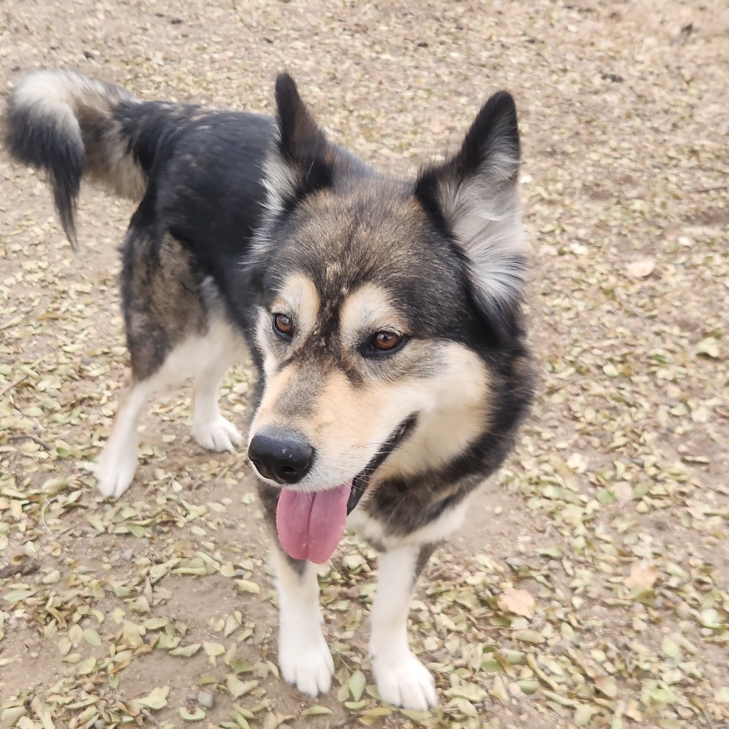 Nikki, an adoptable Alaskan Malamute in North Battleford, SK, S9A 2M7 | Photo Image 6