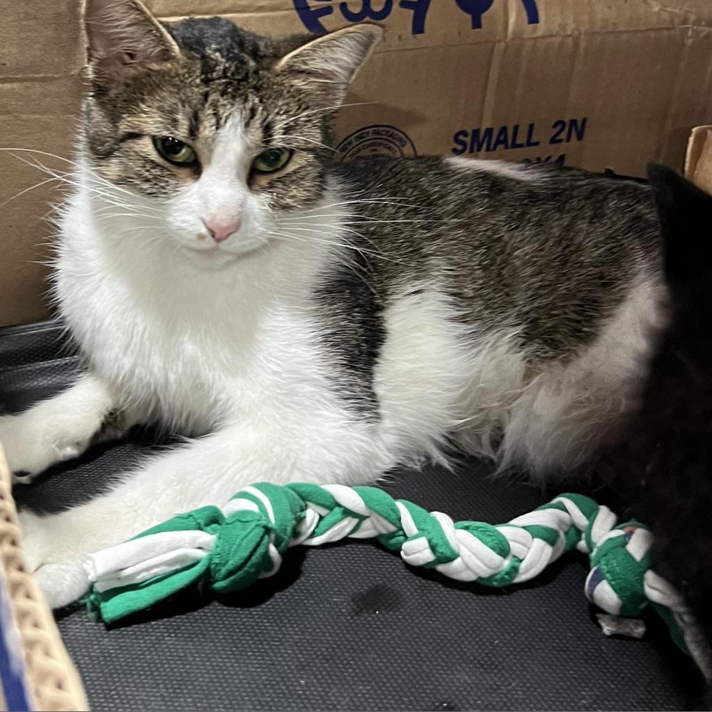 Misty, an adoptable Domestic Short Hair in Bismarck, ND, 58507 | Photo Image 1