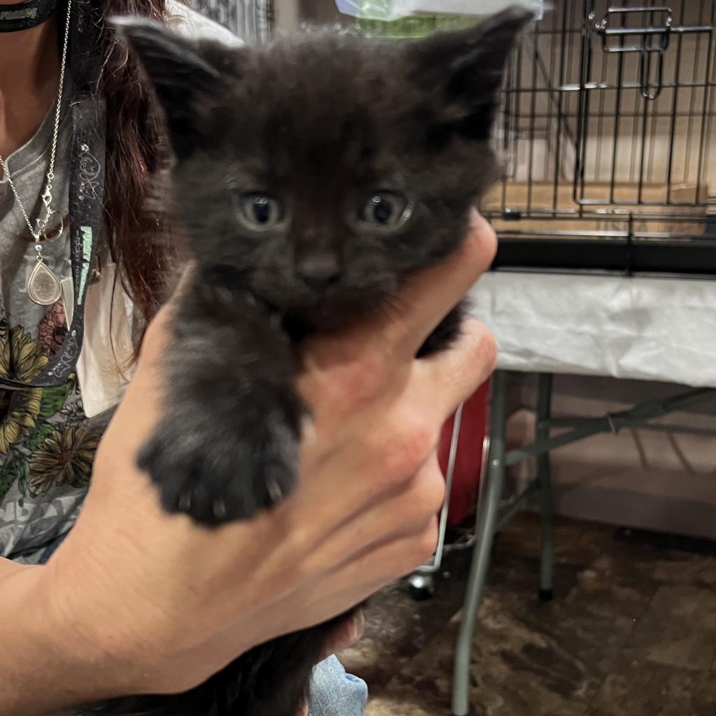 Firework, an adoptable Domestic Short Hair in Bismarck, ND, 58507 | Photo Image 3