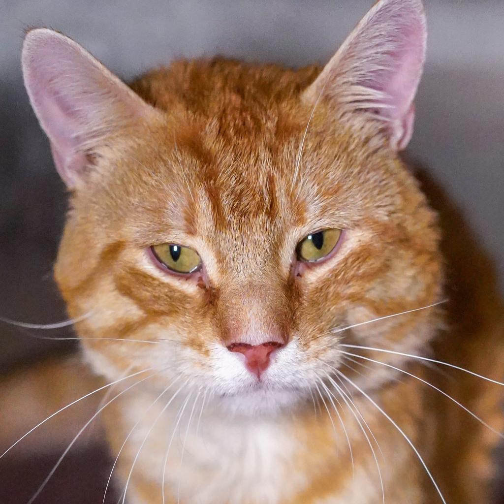 Rocky, an adoptable Domestic Short Hair in Thomaston, ME, 04861 | Photo Image 1