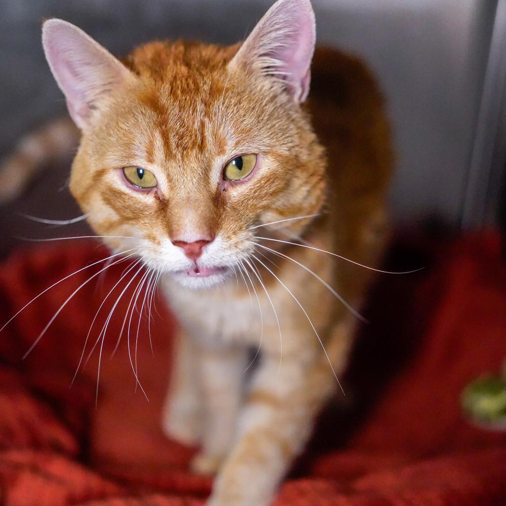 Rocky, an adoptable Domestic Short Hair in Thomaston, ME, 04861 | Photo Image 2