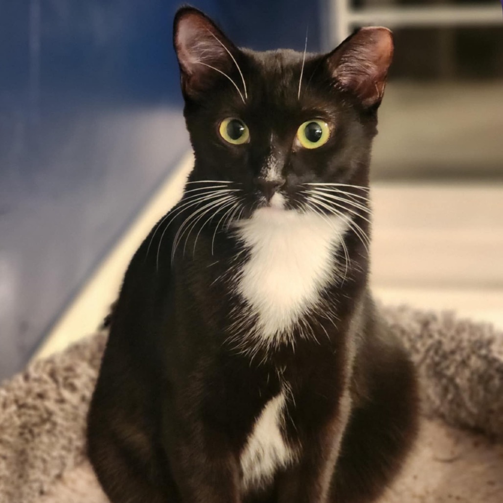 Janey, an adoptable Domestic Short Hair in Round Rock, TX, 78665 | Photo Image 1
