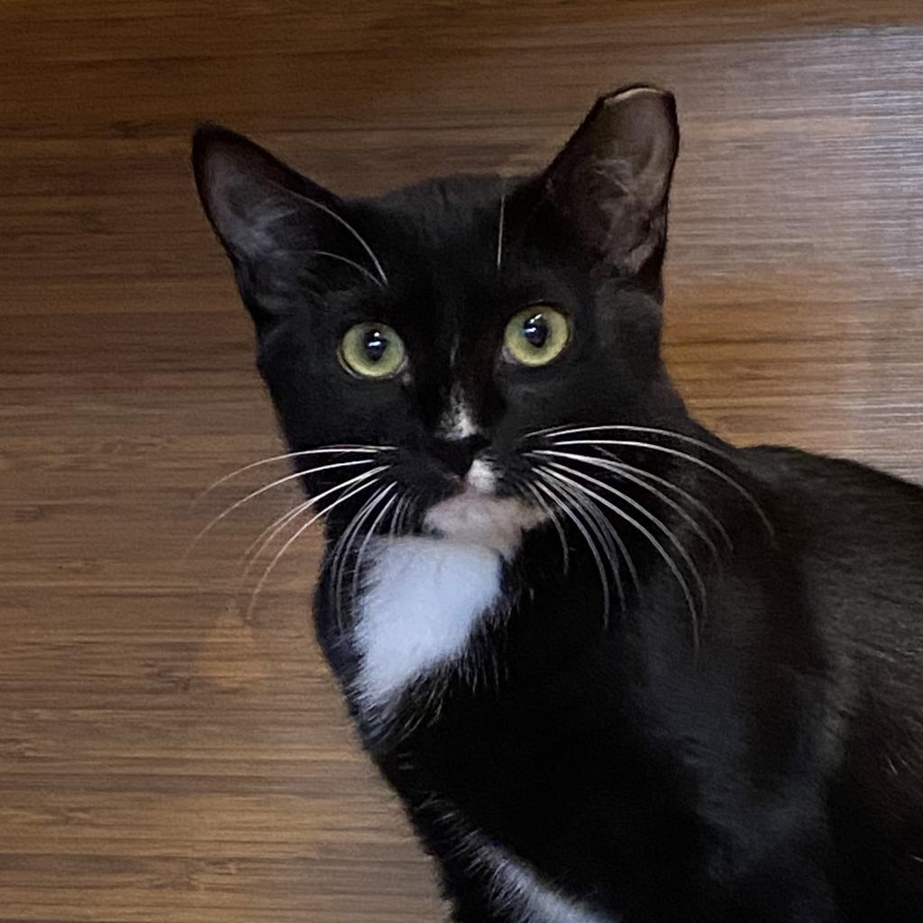 Janey, an adoptable Domestic Short Hair in Round Rock, TX, 78665 | Photo Image 2