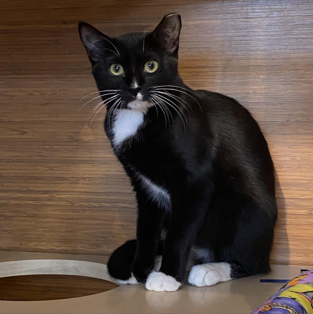 Janey, an adoptable Domestic Short Hair in Round Rock, TX, 78665 | Photo Image 3