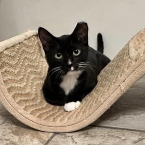 Janey, an adoptable Domestic Short Hair in Round Rock, TX, 78665 | Photo Image 4