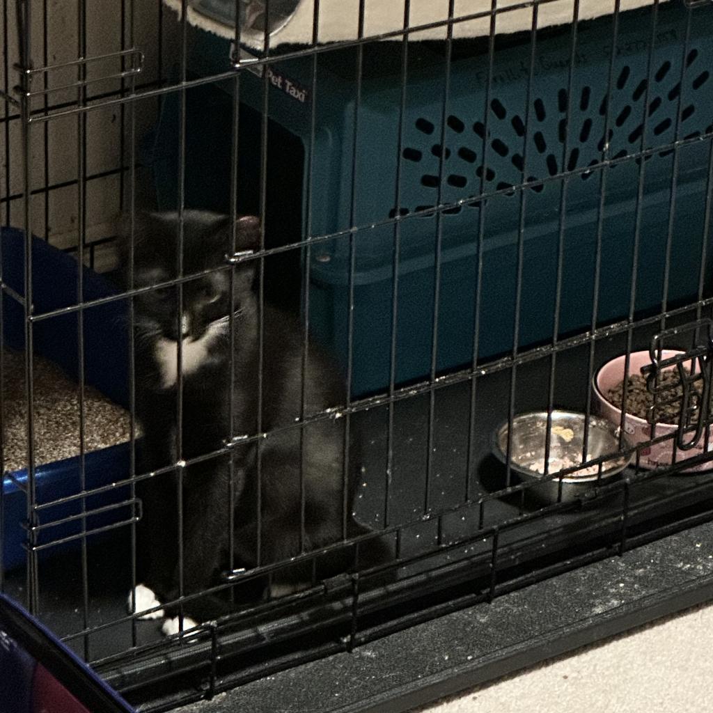 Janey, an adoptable Domestic Short Hair in Round Rock, TX, 78665 | Photo Image 5