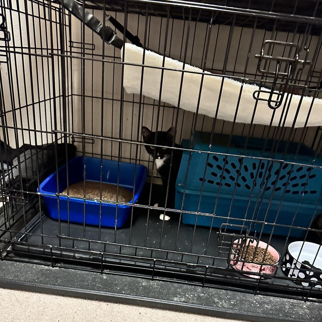 Janey, an adoptable Domestic Short Hair in Round Rock, TX, 78665 | Photo Image 6