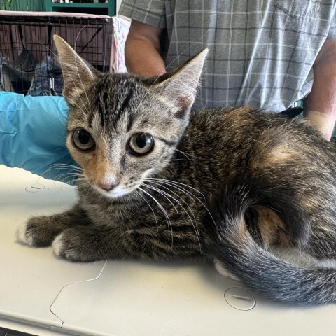 Teeny Weeny Torbie